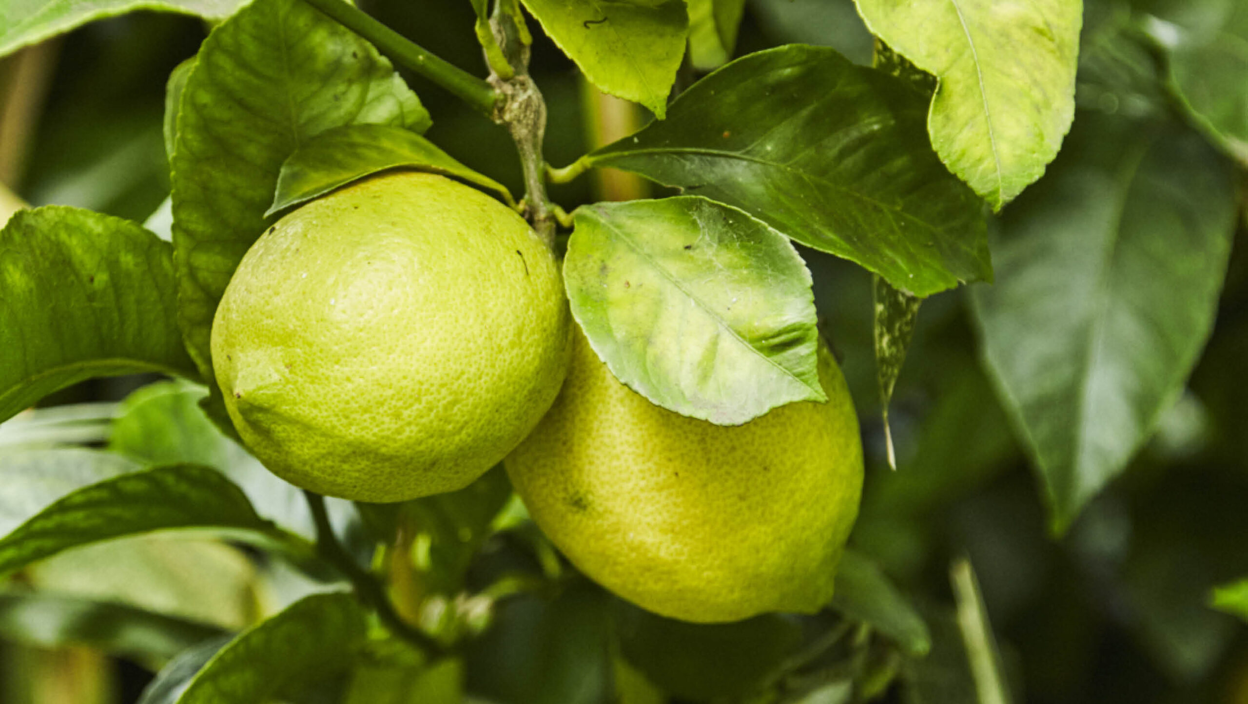 Picking your own fruit fresh from a tree is one of the top gardening joys.